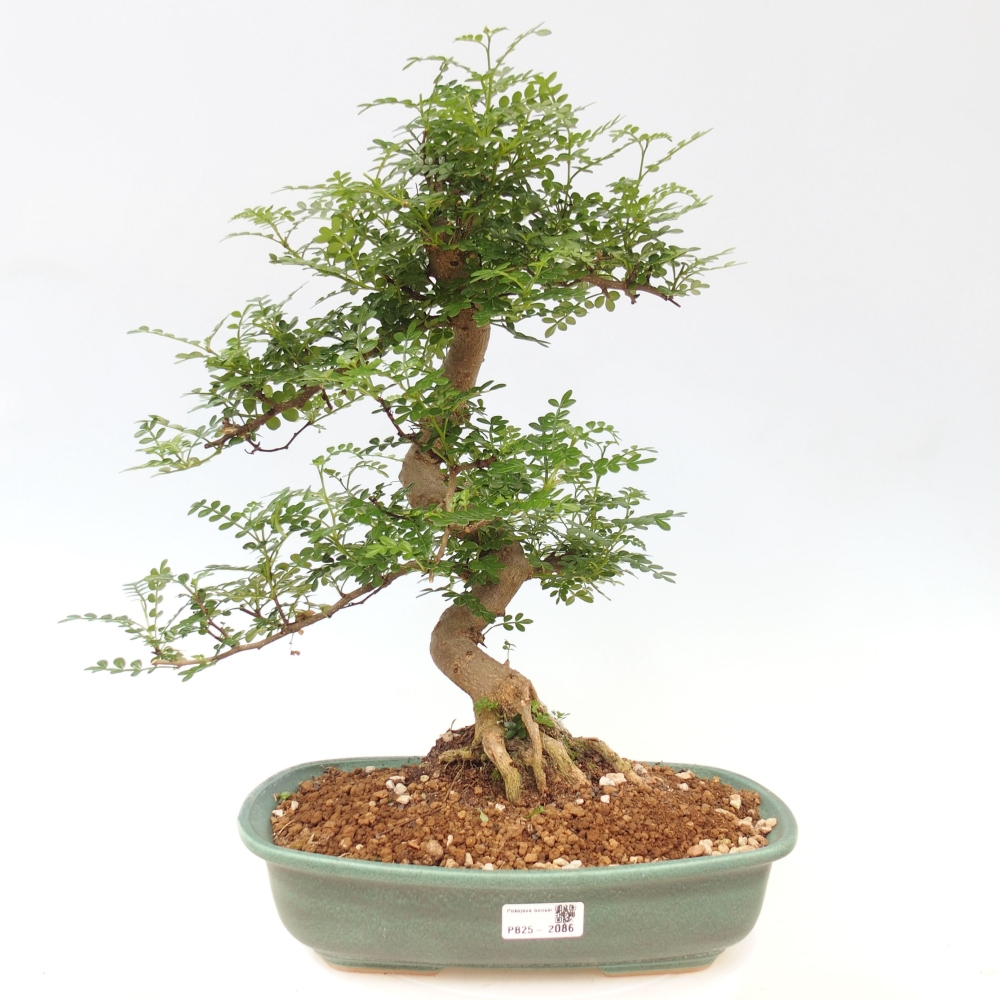 Zimmerbonsai - Zantoxylum piperitum - Pfefferminze