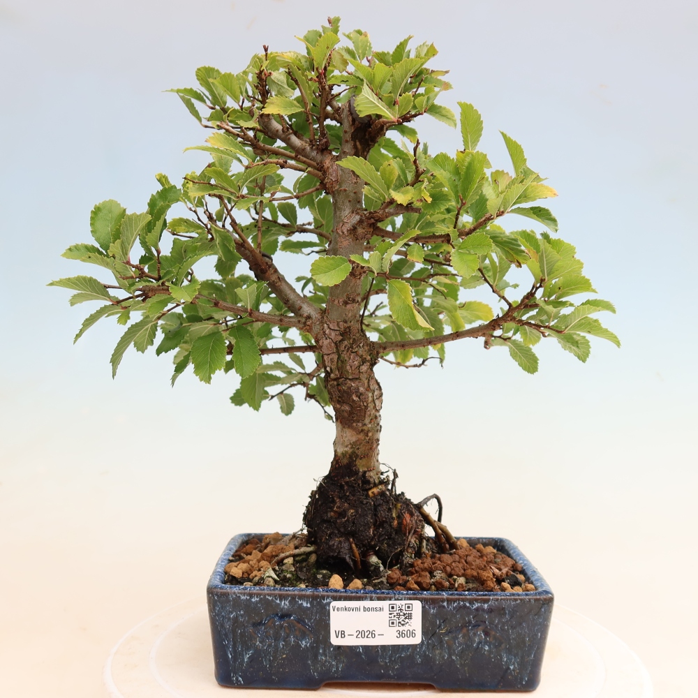 Bonsai für draußen - Zelkova - Zelkova NIRE