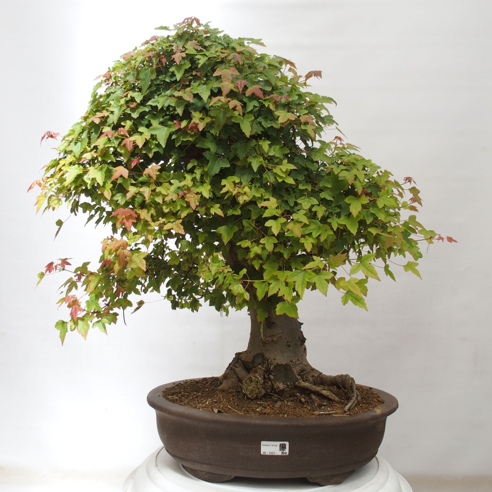 Bonsai im Freien - Ahorn Buergerianum - Burger Maple