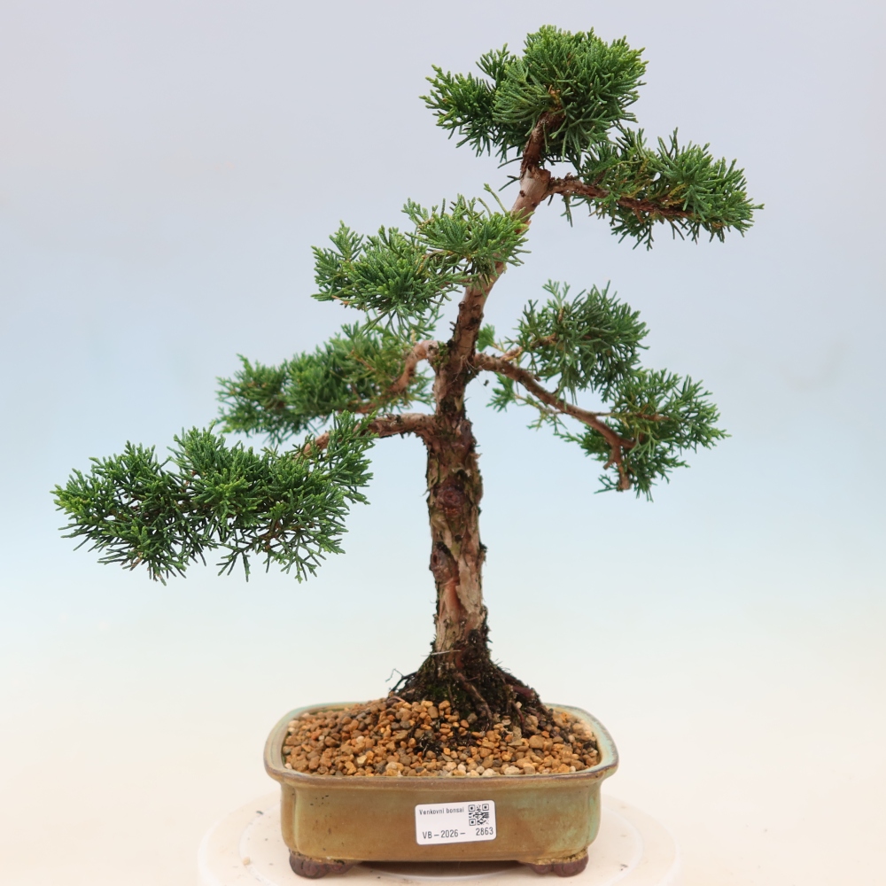 Bonsai für draußen - Juniperus chinensis Kishu
