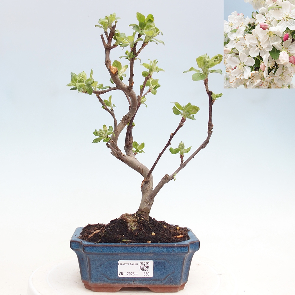 Outdoor-Bonsai -Malus halliana - Kleinfrüchtiger Apfelbaum