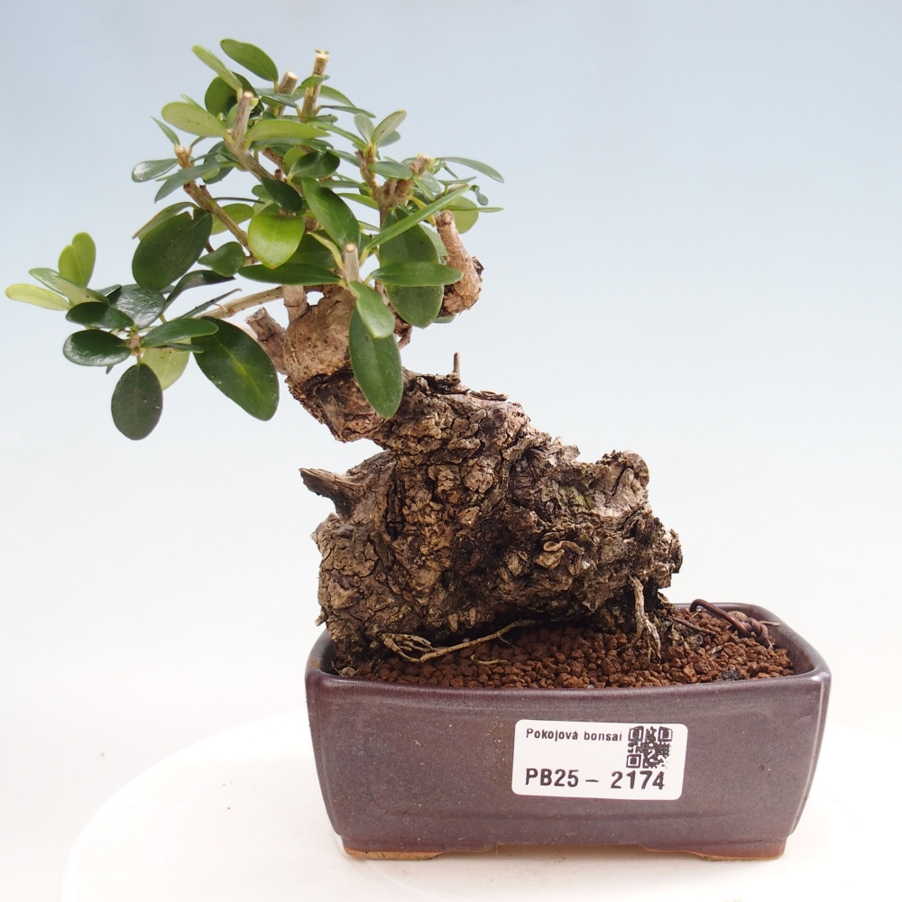 Indoor-Bonsai - Olea europaea sylvestris - Europäisches kleinblättriges Olivenöl