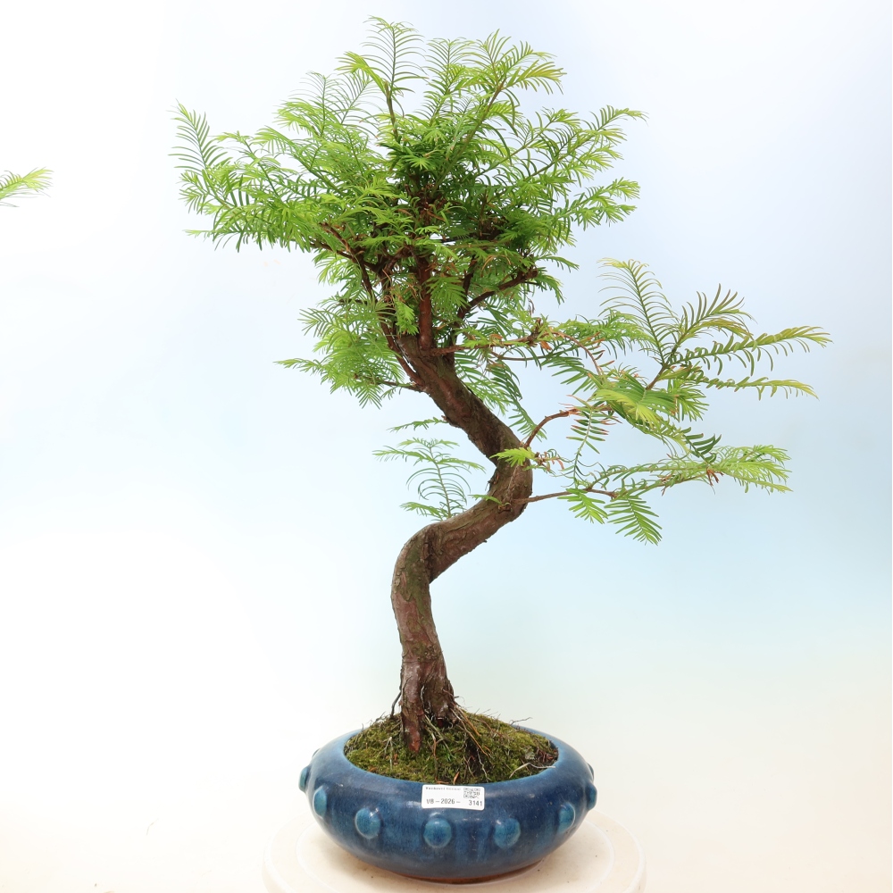 Bonsai für draußen - Metasequoia glyptostroboides - Chinesische Metasequoia