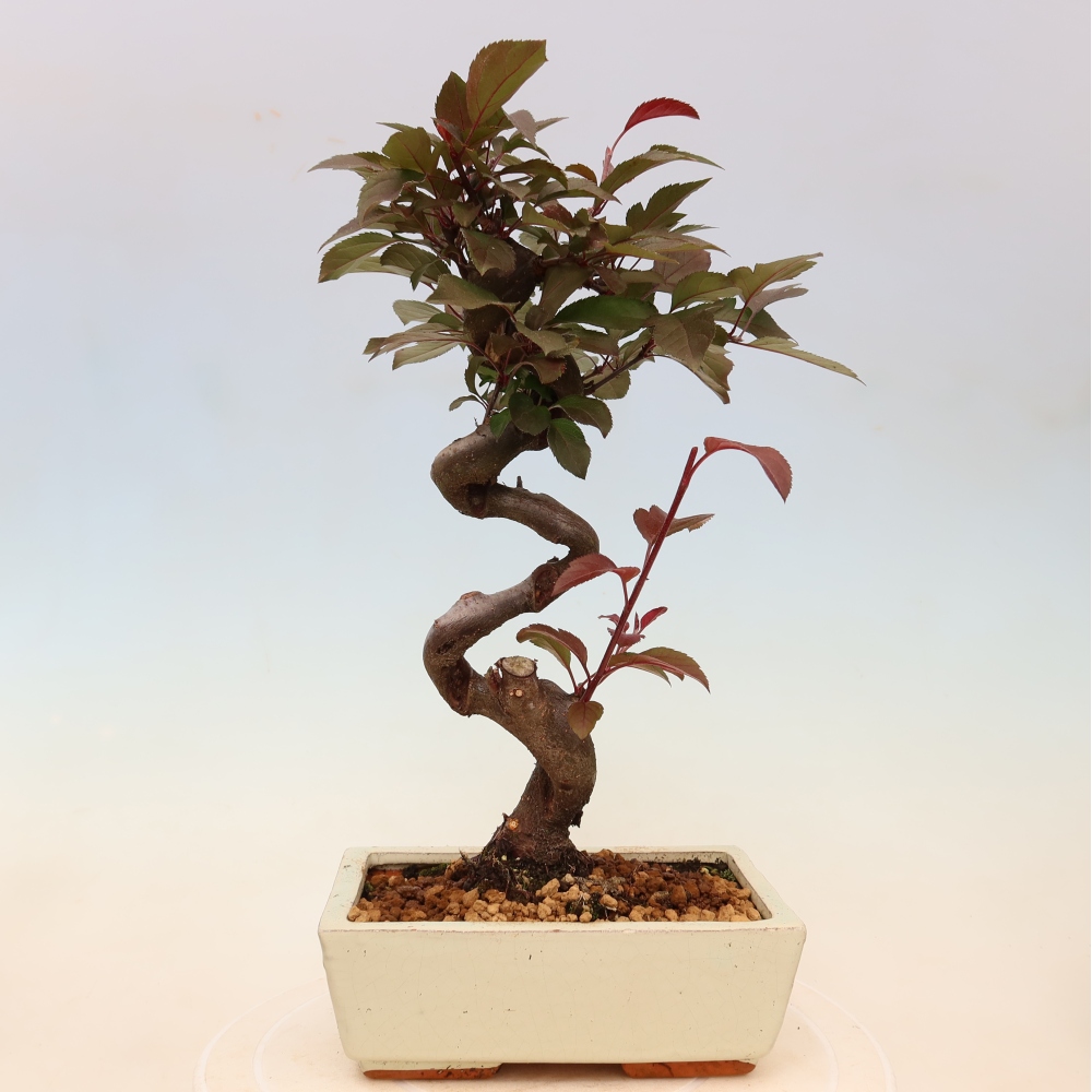 Outdoor-Bonsai -Malus domestica - Kleinfrüchtiger rotblättriger Apfelbaum