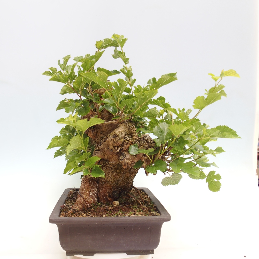Bonsai im Freien - Morus alba - Maulbeere