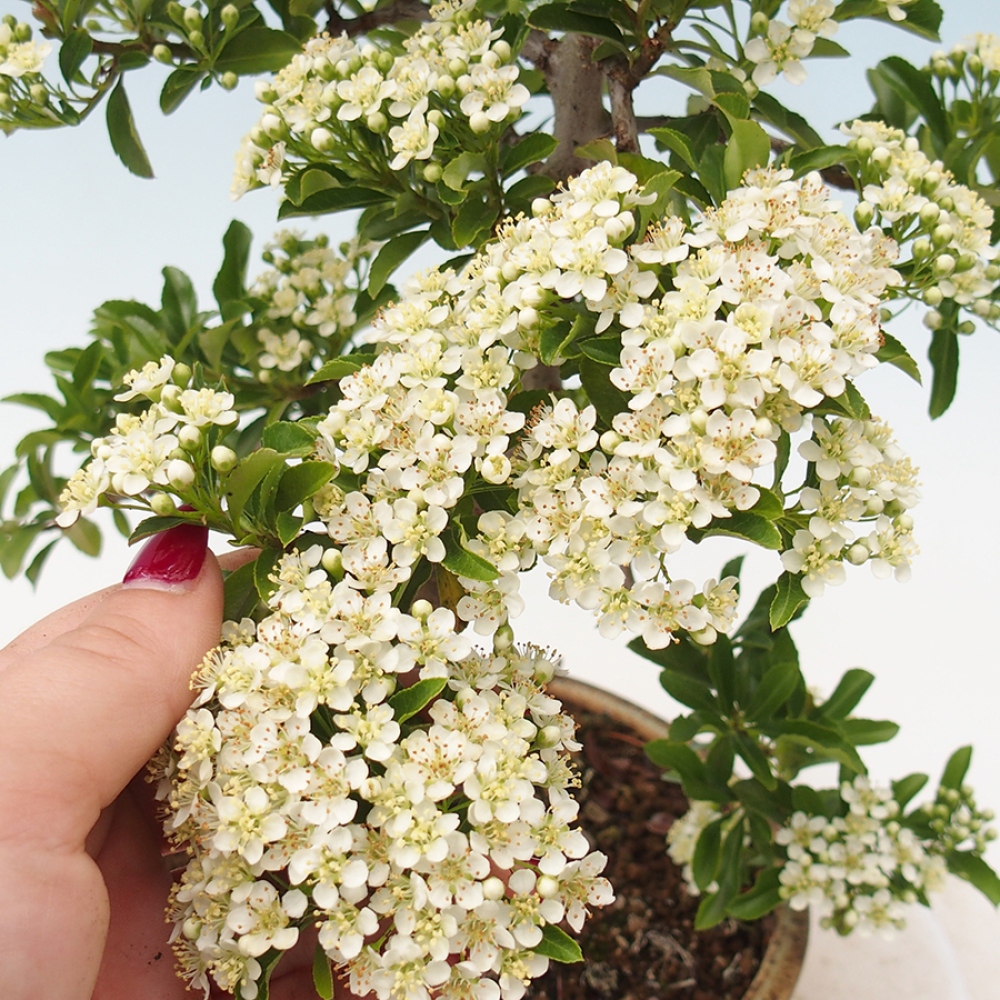 Outdoor Bonsai-Pyracanta Teton -Bäckerei