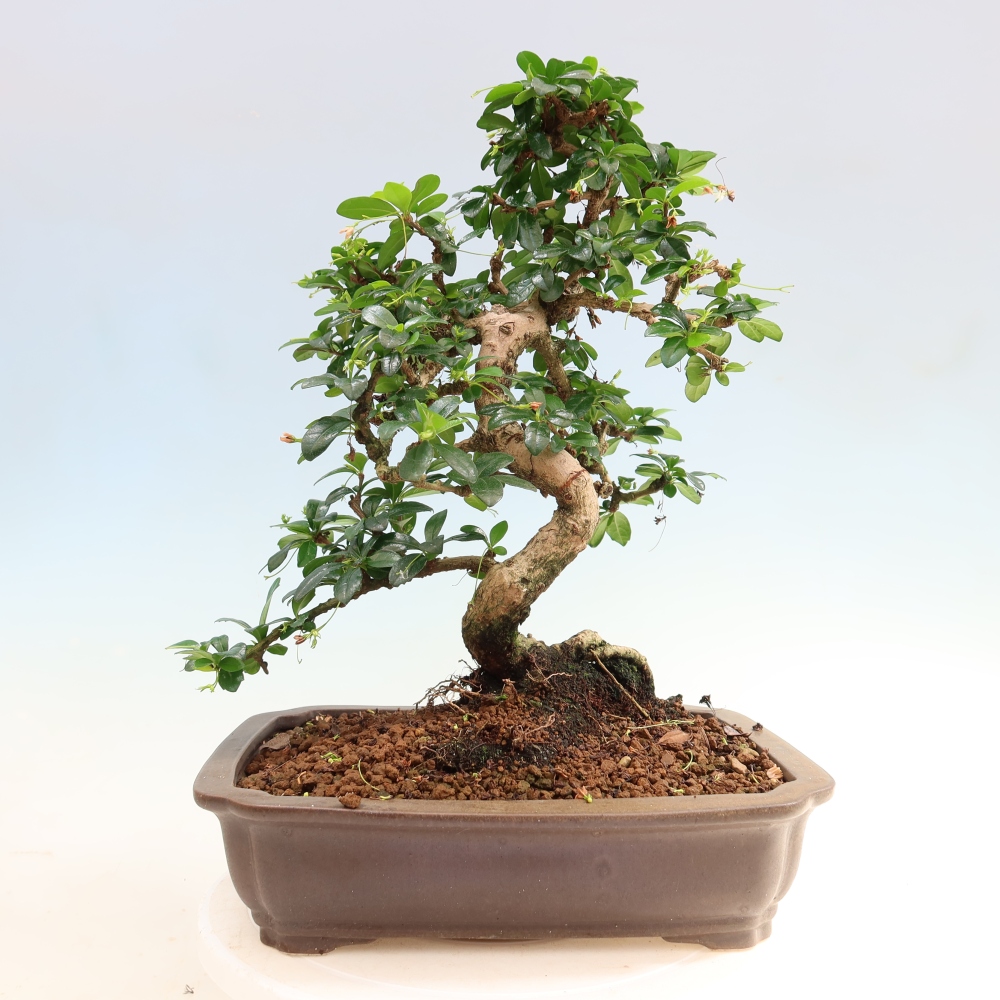 Zimmer-Bonsai - Carmona macrophylla - Tee-Fuki