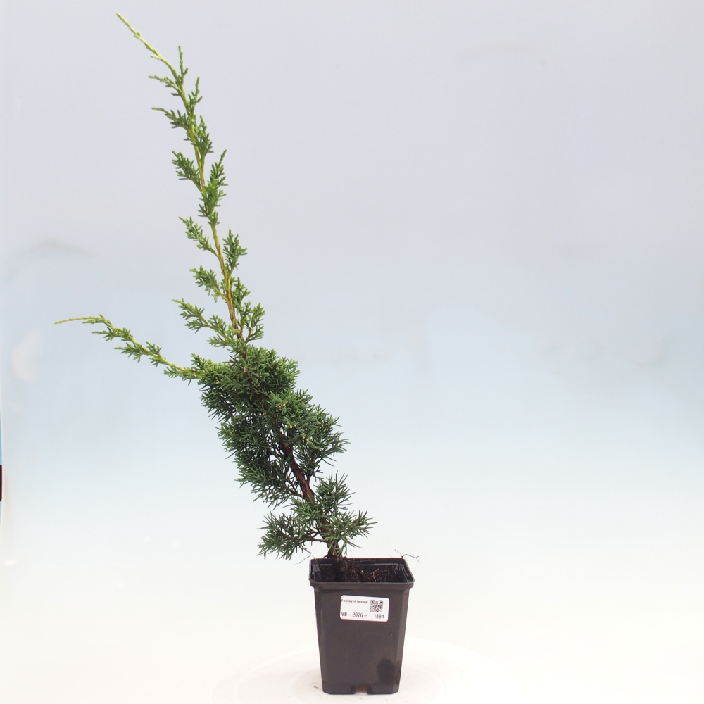 Bonsai für draußen - Juniperus chinensis Kishu