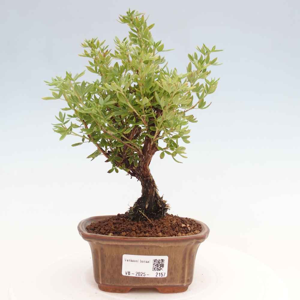 Outdoor-Bonsai-Fingerkraut - Potentila fruticosa gelber Vogel