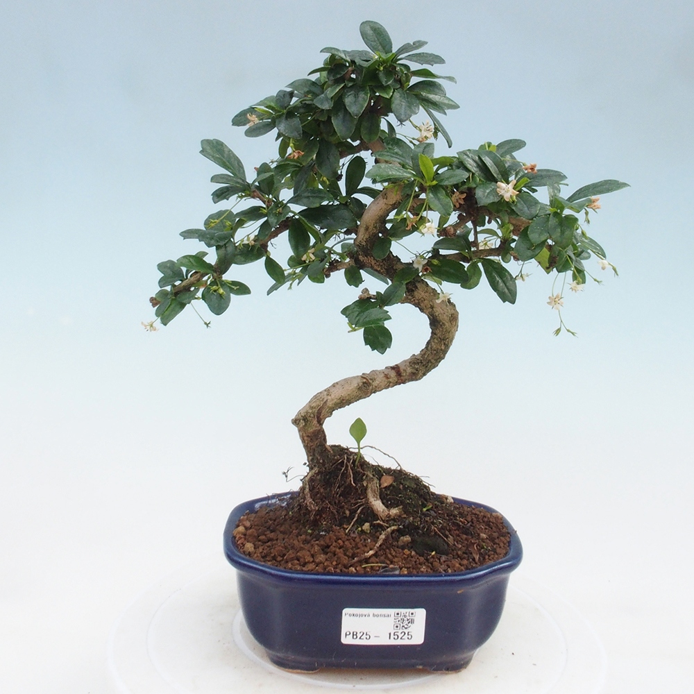 Zimmerbonsai - Carmona Macrophylla - Fuki-Tee