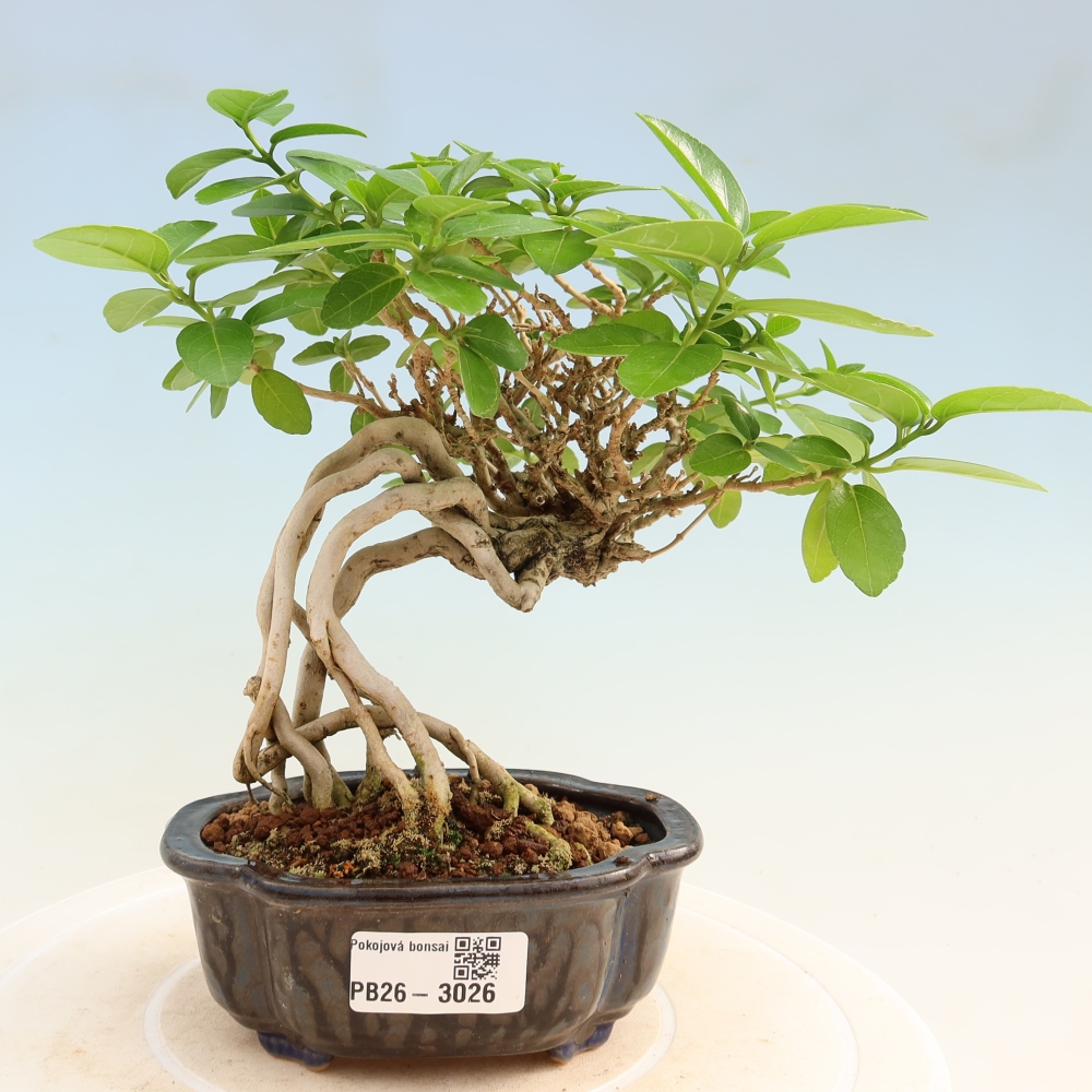 Zimmerbonsai - Premna serratifolia - Kozlovna malolista