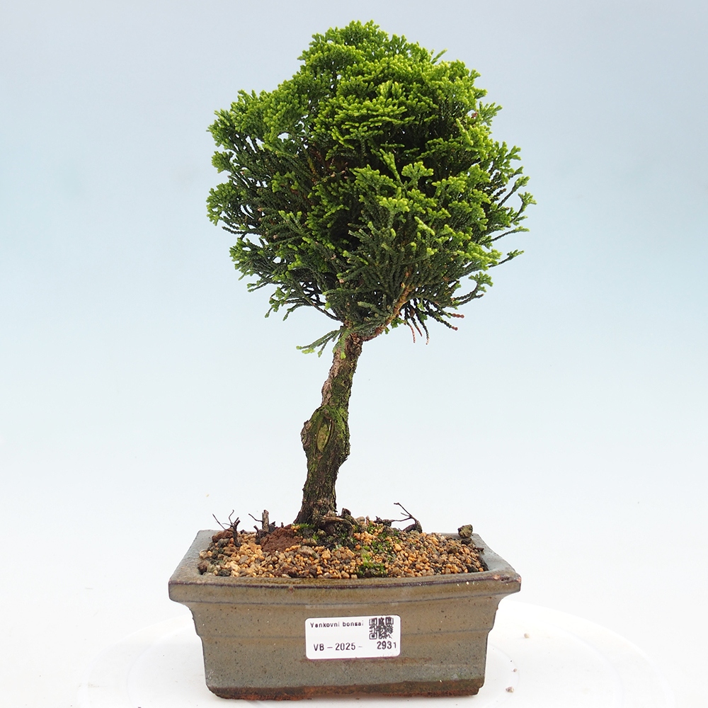 Outdoor-Bonsai - Cham.pis obtusa Nana Gracilis - Zypresse