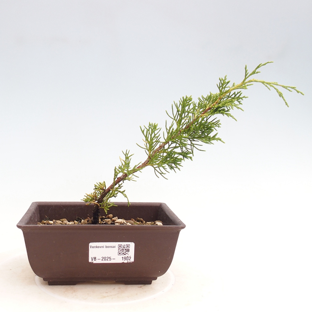 Outdoor bonsai - Juniperus chinensis Itoigawa - Chinese juniper