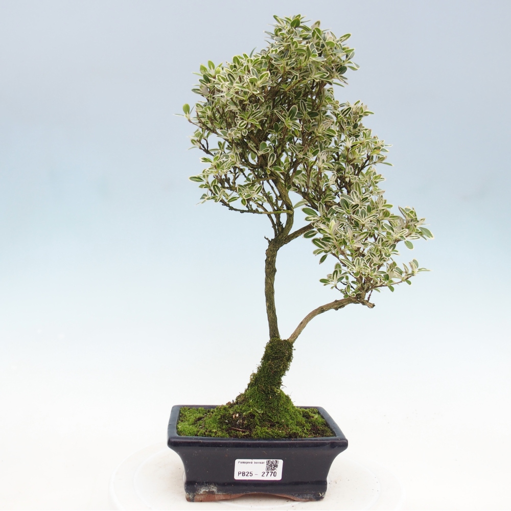 Indoor-Bonsai - Serissa foetida  - Baum der tausend Sterne