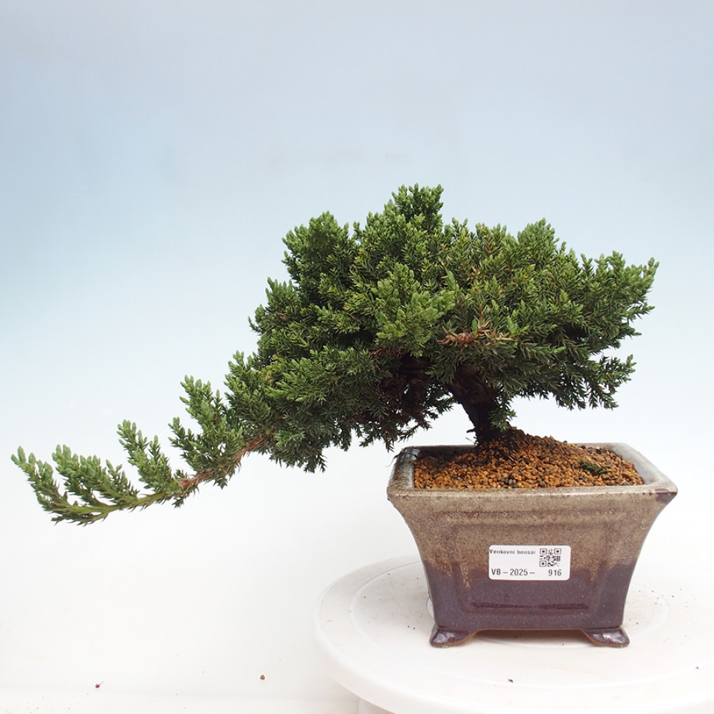 Bonsai im Freien - Juniperus procumbens - Niedergeworfener Wacholder