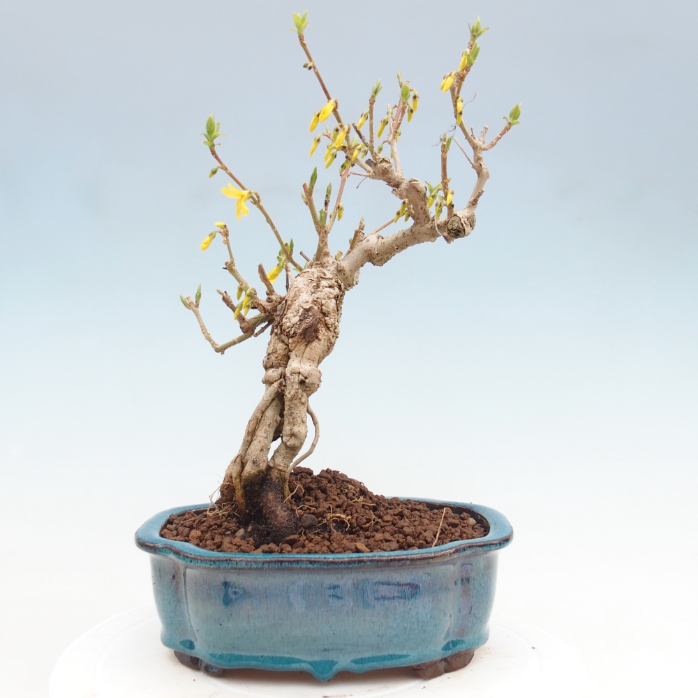 Bonsai im Freien - Forsythie - Forsythia koreana