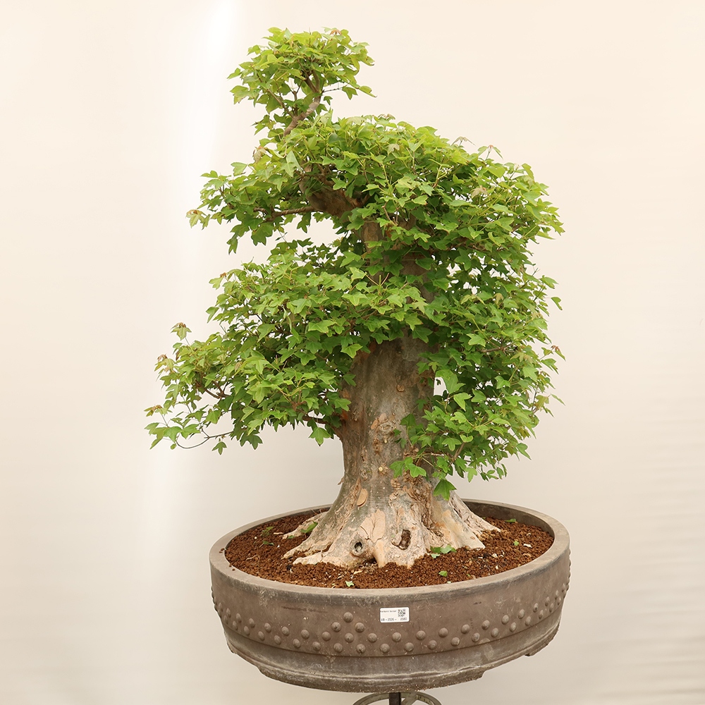Bonsai für draußen - Ahorn Burger - Acer Burgerianum