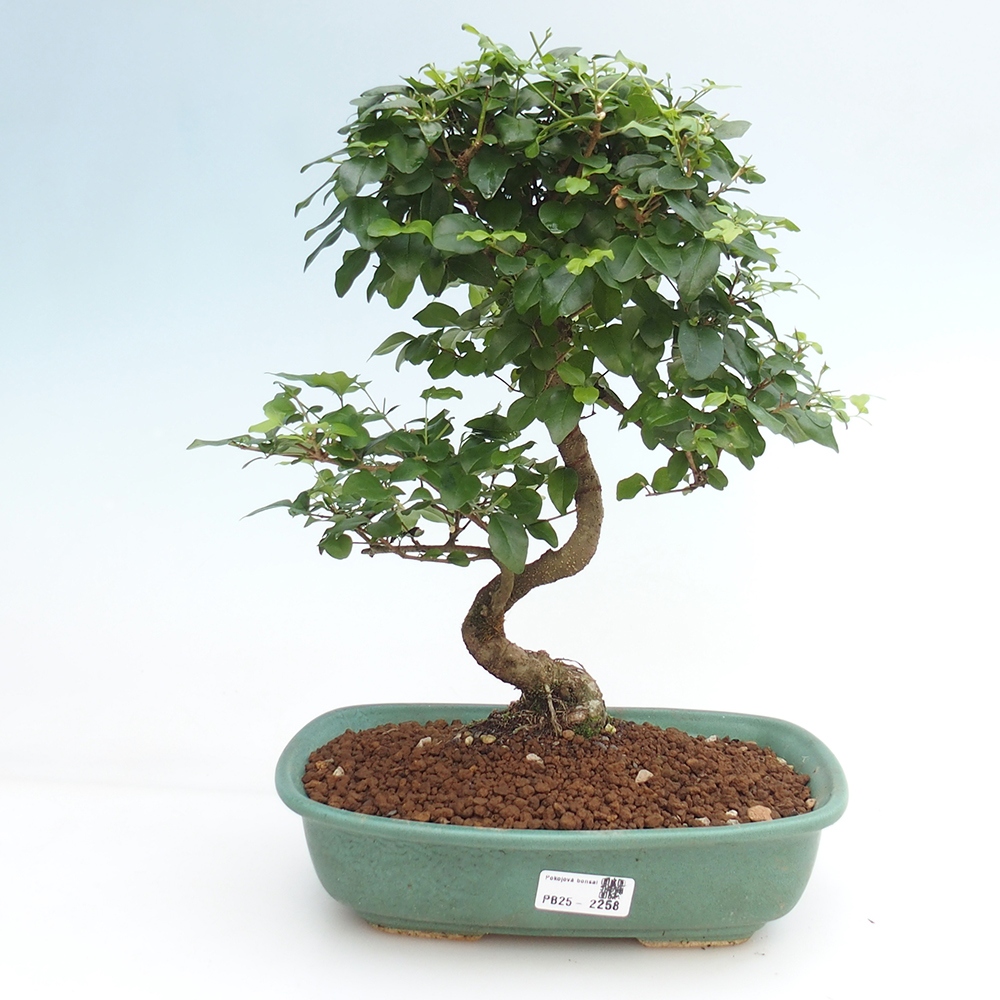 Zimmerbonsai -Ligustrum chinensis - Liguster