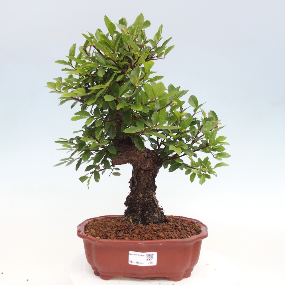 Bonsai im Freien - Zelkova - Zelkova NIRE