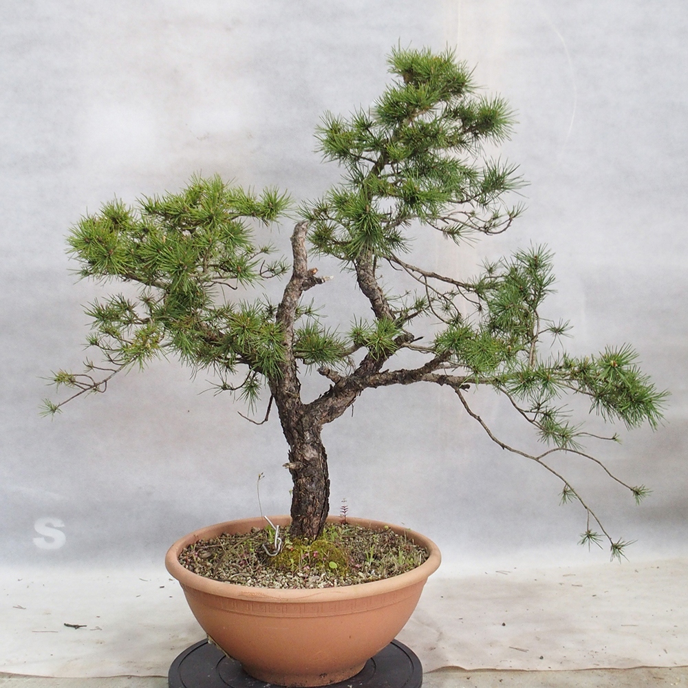 Yamadori - Pinus sylvestris 