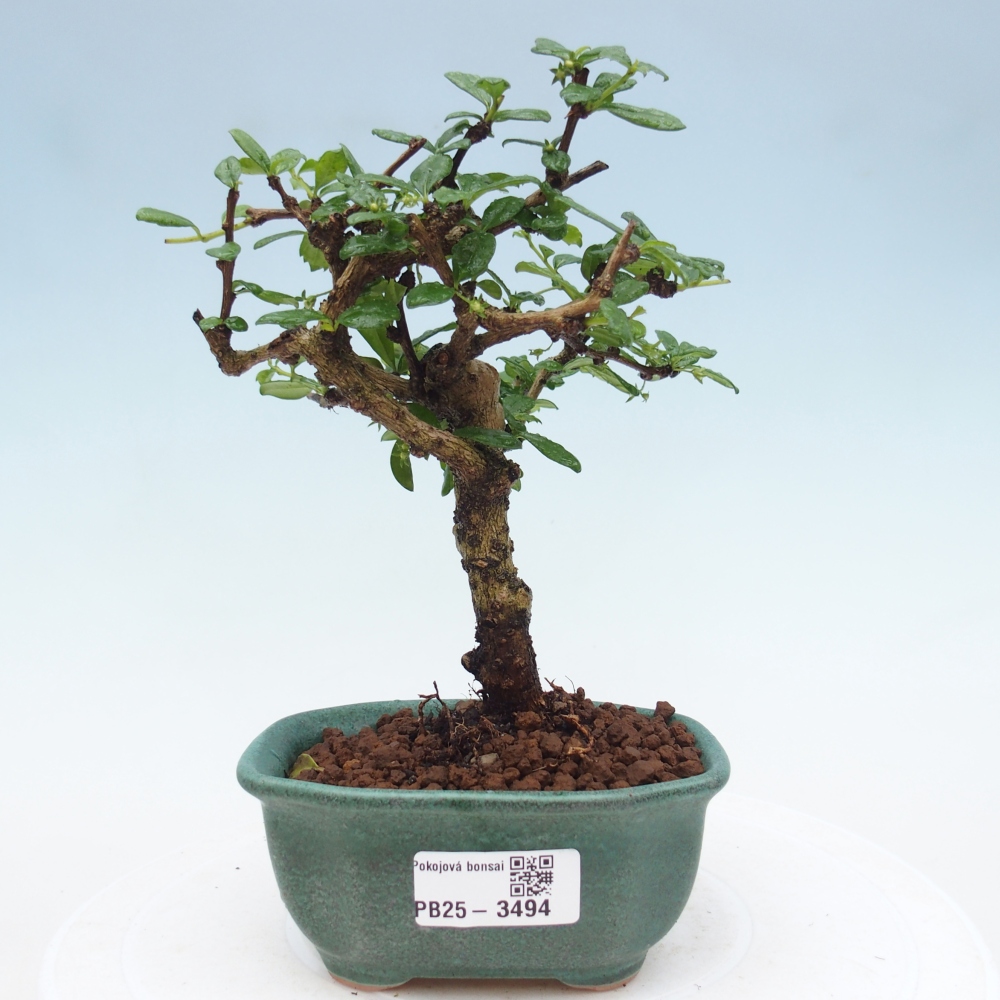 Zimmer-Bonsai - Carmona macrophylla - Tee-Fuki