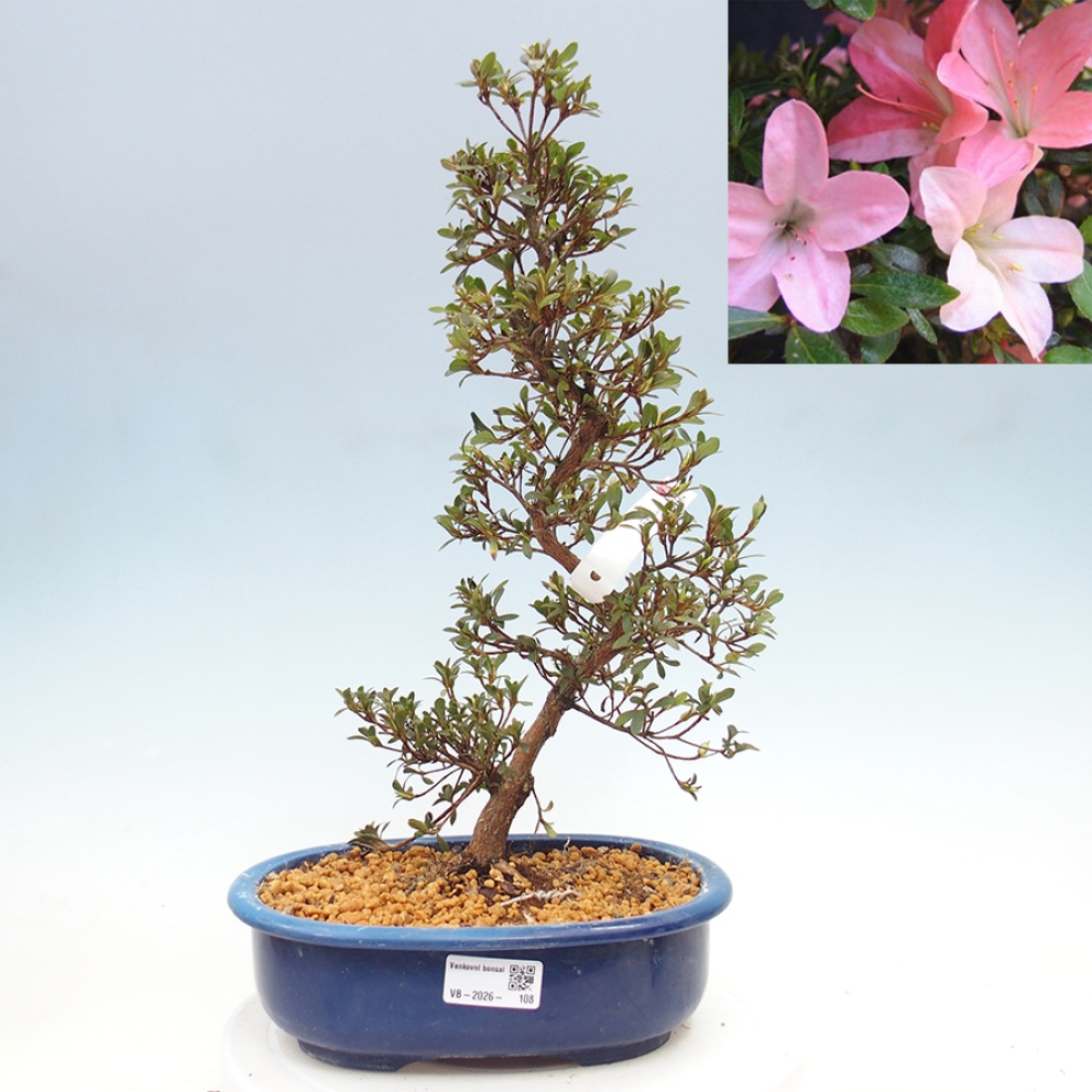 Bonsai für draußen - Japanische Azalee - Azalea Nikko
