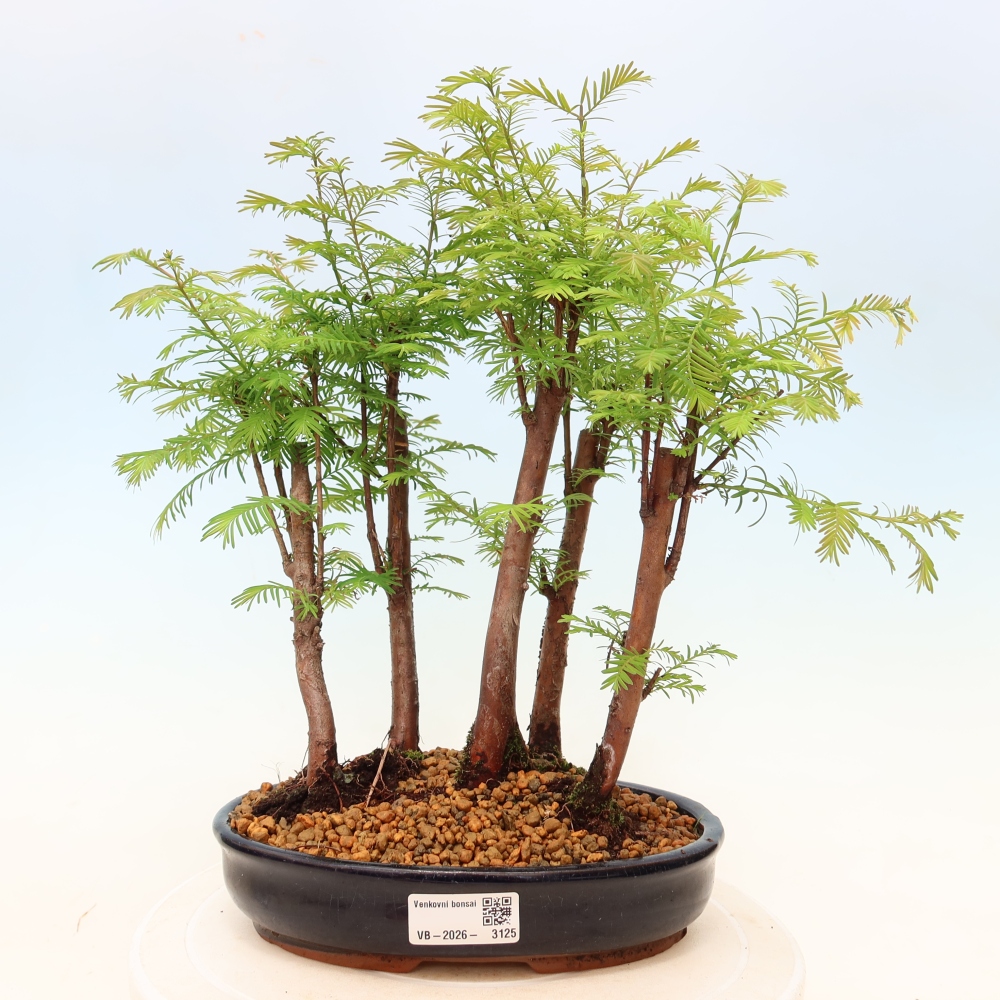 Bonsai für den Außenbereich – Metasequoia glyptostroboides – Chinesische Metasequoia – Wäldchen