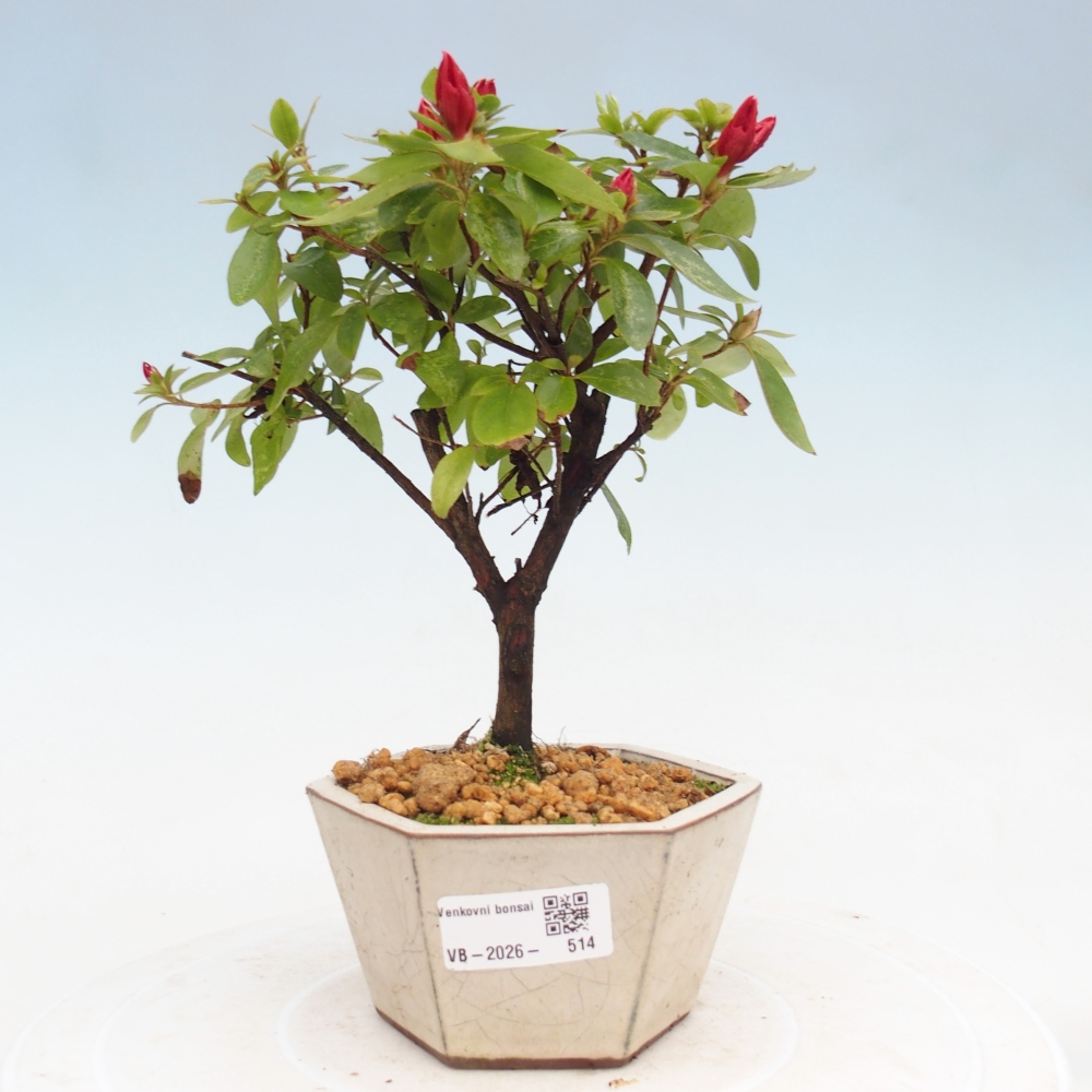 Bonsai für draußen - Japanische Azalee - Azalea sp.