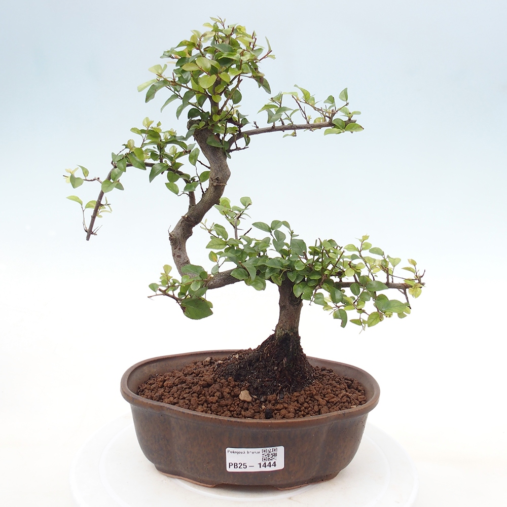 Zimmerbonsai - Sagerécie thea - Sagerécie thea