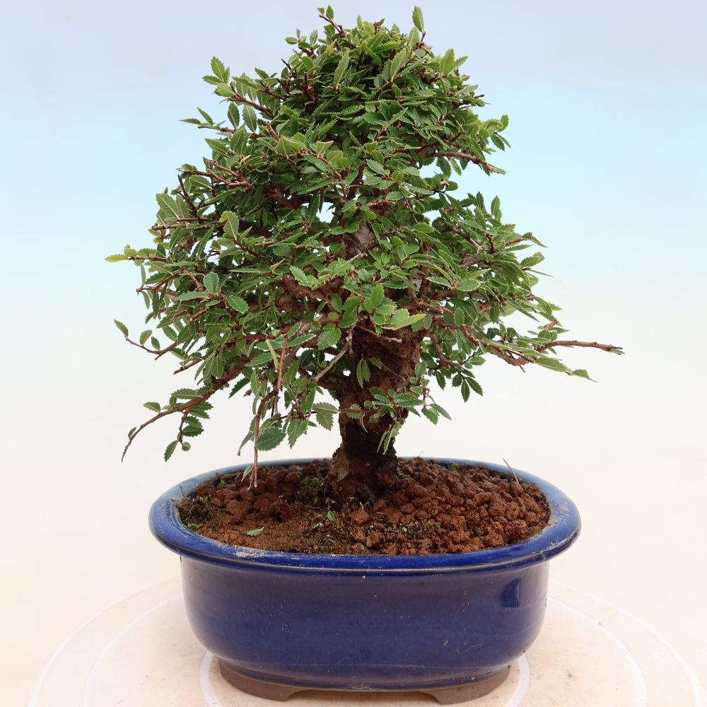 Bonsai für draußen - Zelkova - Zelkova NIRE