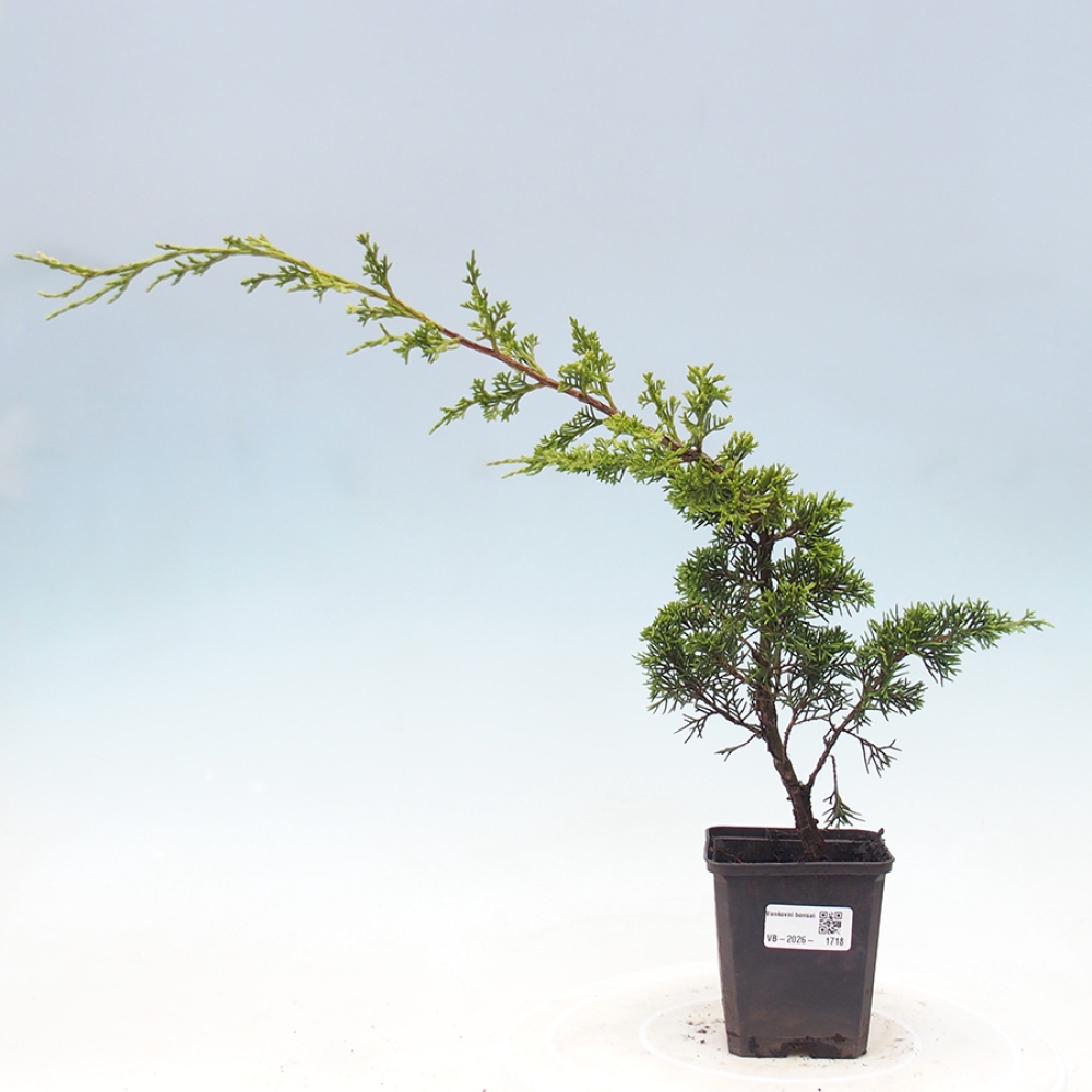 Bonsai für draußen - Juniperus chinensis Itoigawa