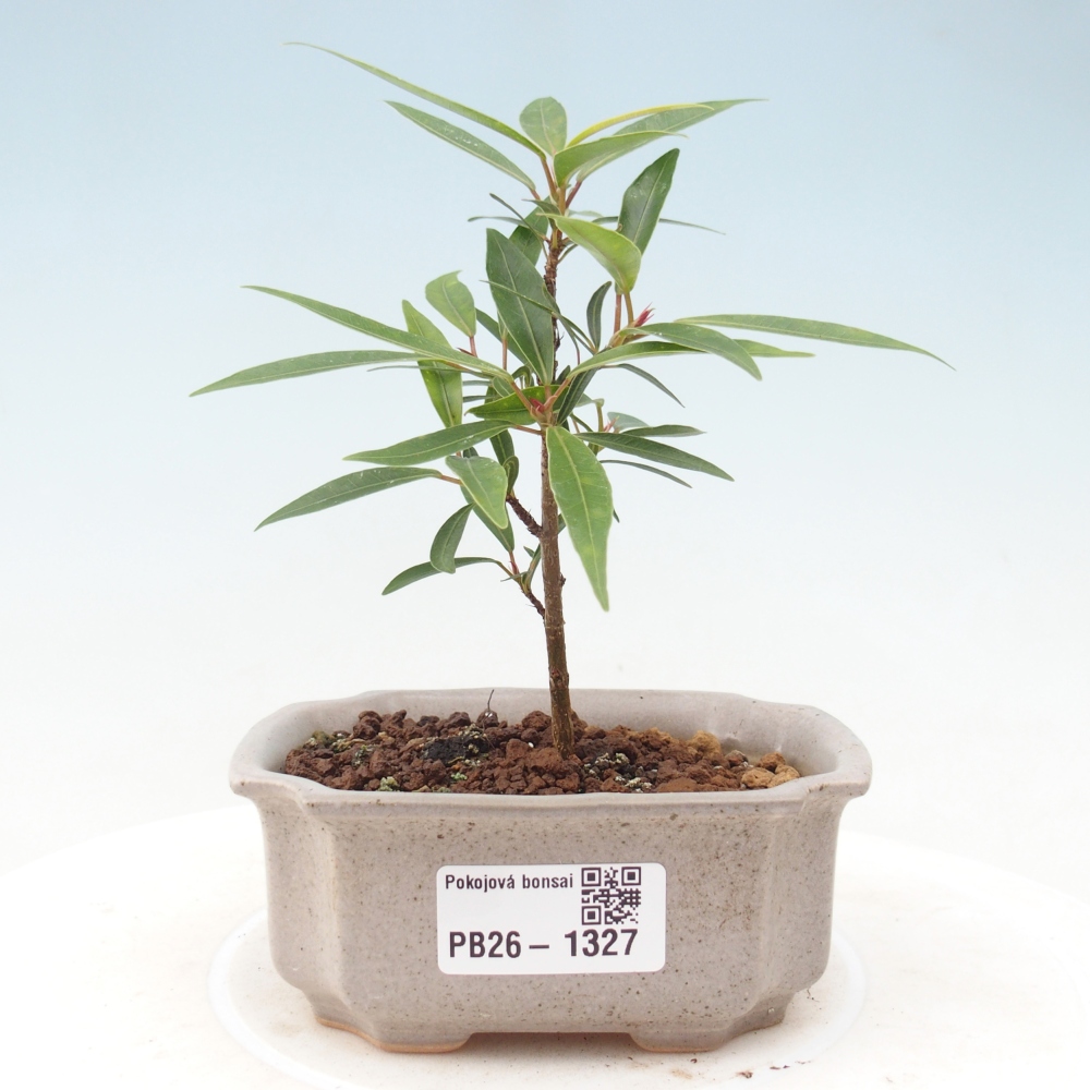 Zimmerbonsai - Ficus nerifolia - Kleinblättriger Ficus