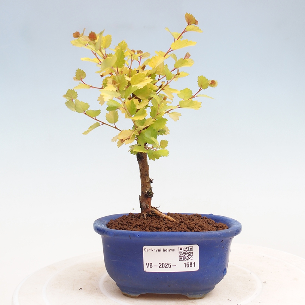 Bonsai im Freien - Zwergbirke - Betula NANA Treasure