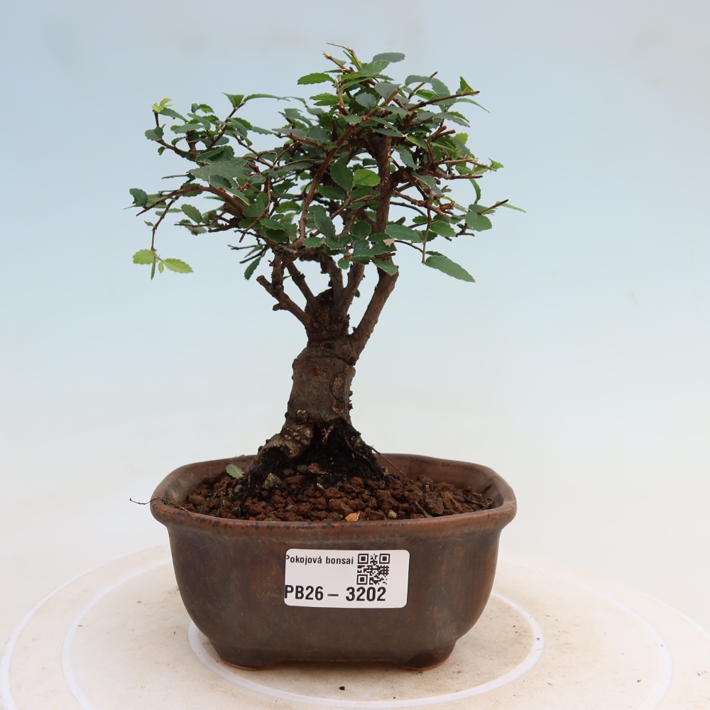 Zimmerbonsai - Ulmus parvifolia - Kleinblättrige Ulme