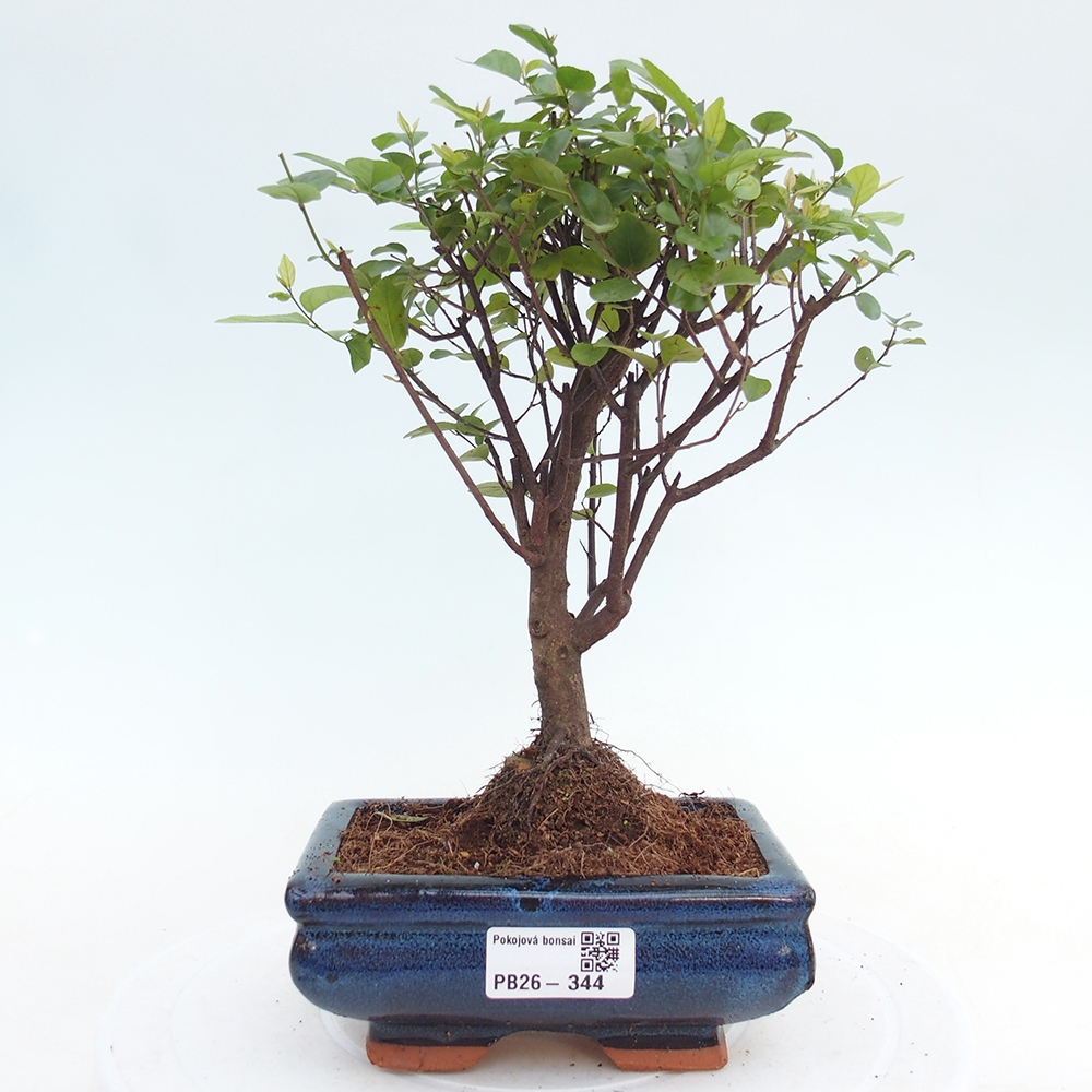 Zimmer Bonsai - Sageretia thea - Sageretia thea