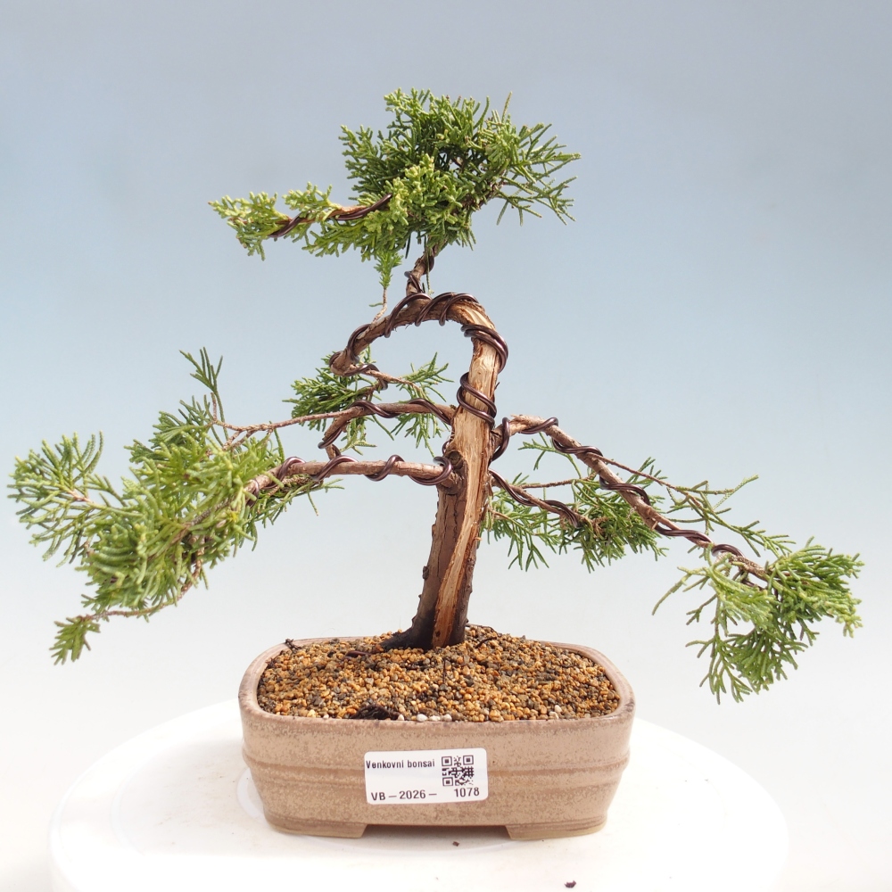 Bonsai für draußen - Juniperus chinensis Kishu
