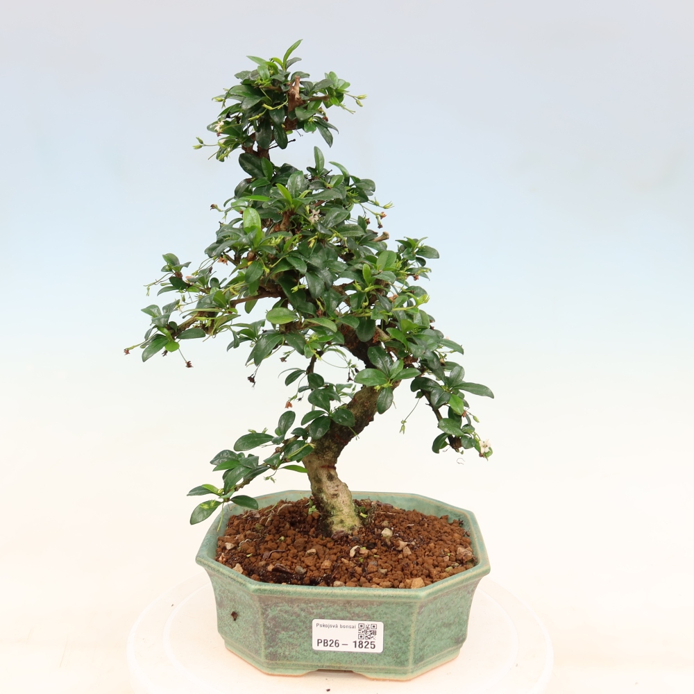 Zimmer-Bonsai - Carmona macrophylla - Tee-Fuki