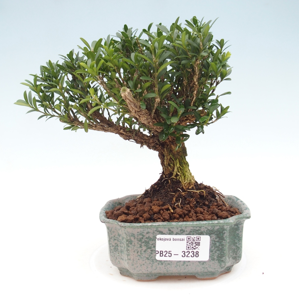 Zimmer Bonsai - Buxus harlandii - Korkbuxus