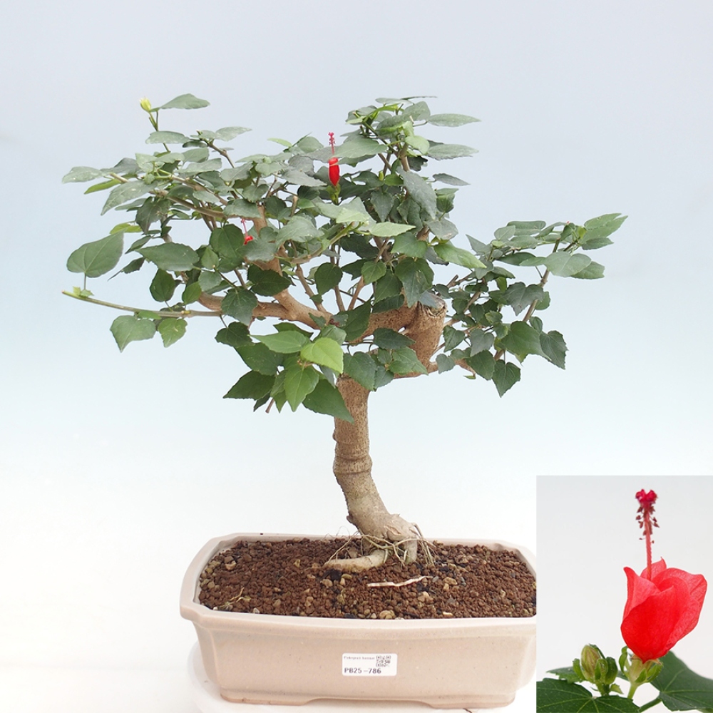 Zimmerbonsai - Malvaviscus arboreus - holziger Hibiskus