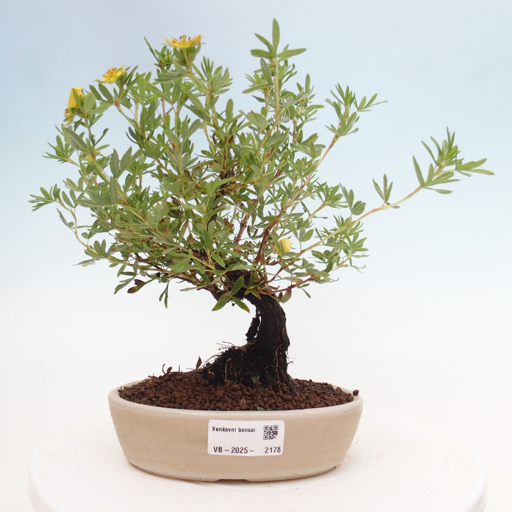 Outdoor-Bonsai-Fingerkraut - Potentila fruticosa gelber Vogel