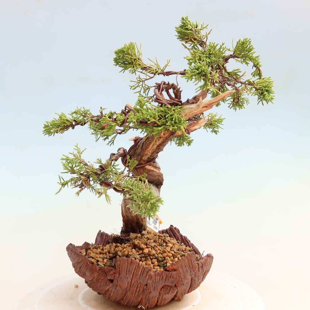Bonsai für draußen - Juniperus chinensis Itoigawa-Juniperus chinensis