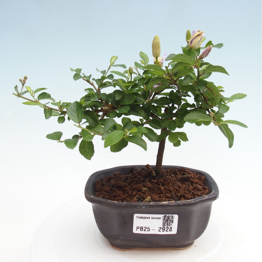Zimmerbonsai - Grewia occidentalis - Lavendelstern