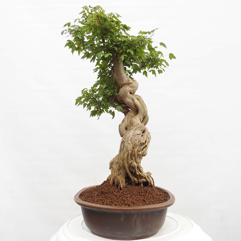 Bonsai im Freien - Ahorn Buergerianum - Burger Maple