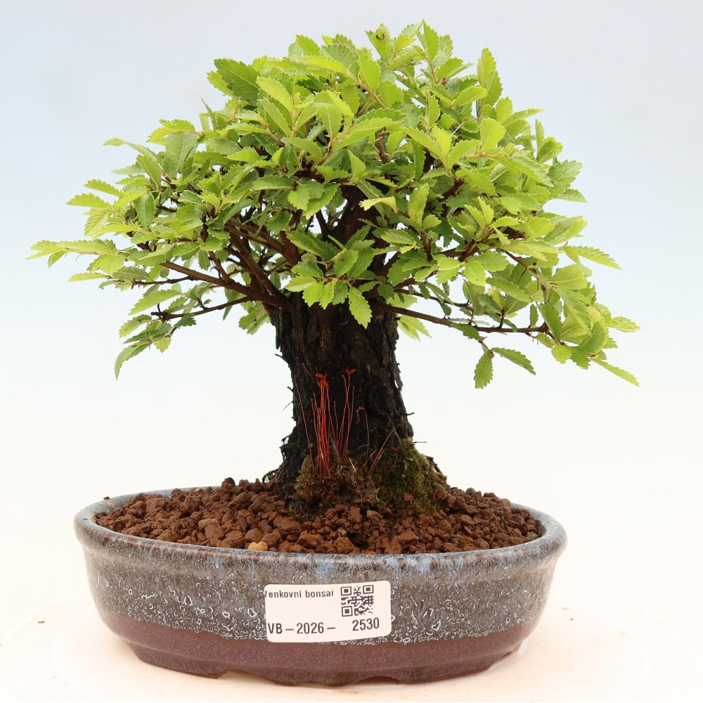 Bonsai für draußen - Zelkova - Zelkova NIRE