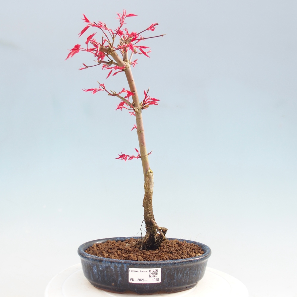 Bonsai für draußen - Acer palmatum DESHOJO