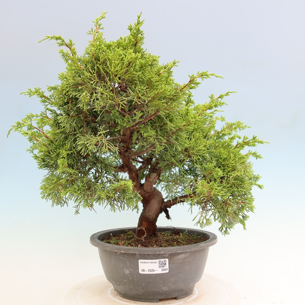 Bonsai für draußen - Juniperus chinensis Itoigawa-Juniperus chinensis