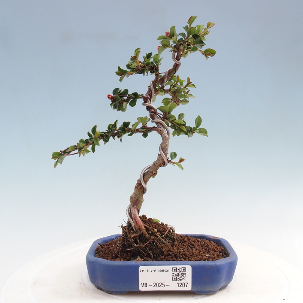 Bonsai im Freien - Cotoneaster horizontalis - Felsenbaum