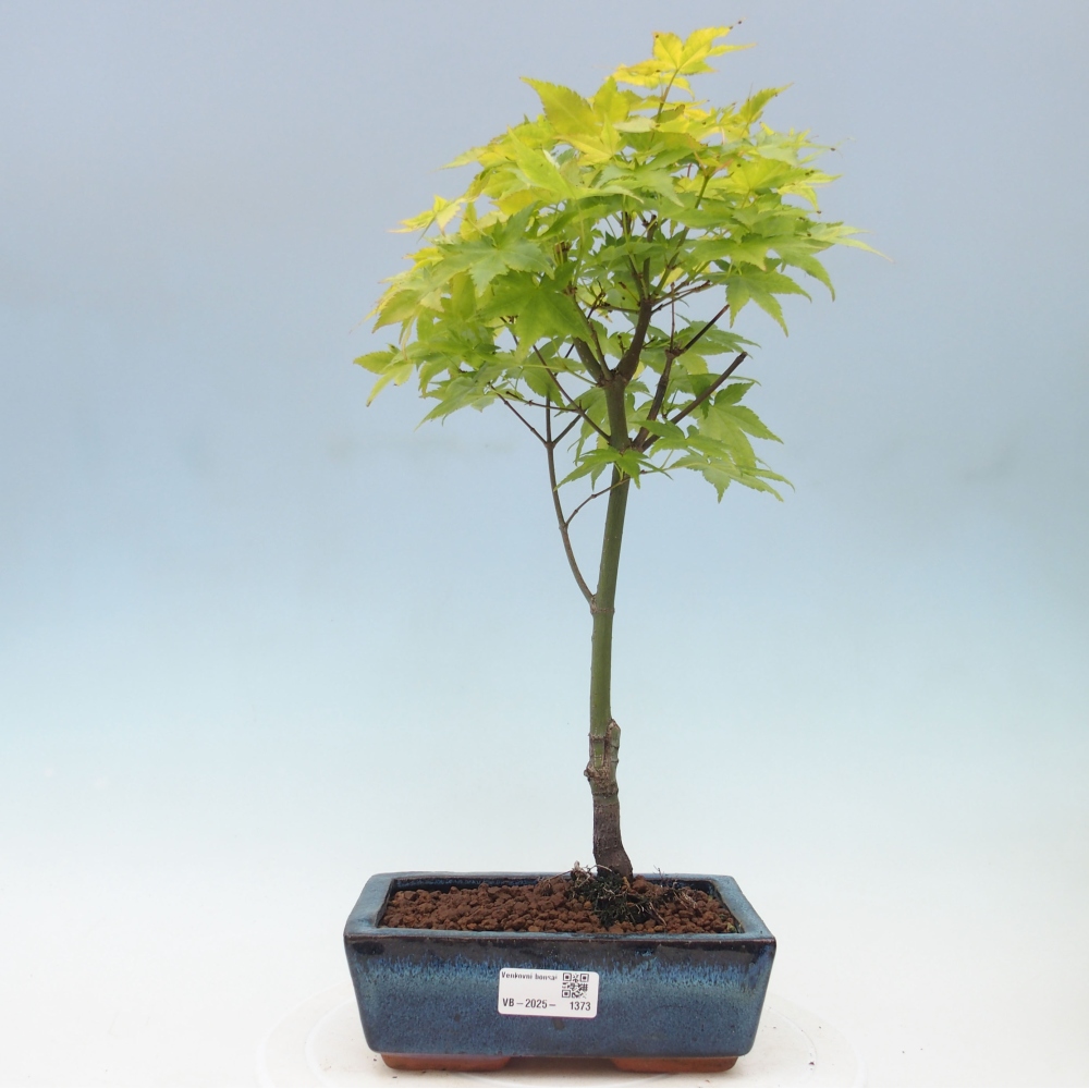Acer palmatum Aureum - Goldener Palmahorn