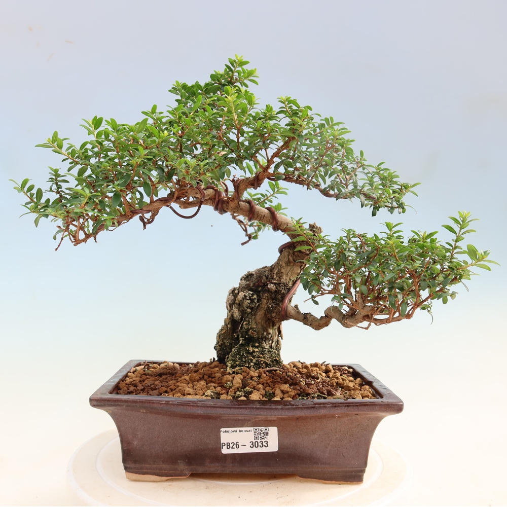 Zimmer Bonsai - Myrtus communis - Myrte
