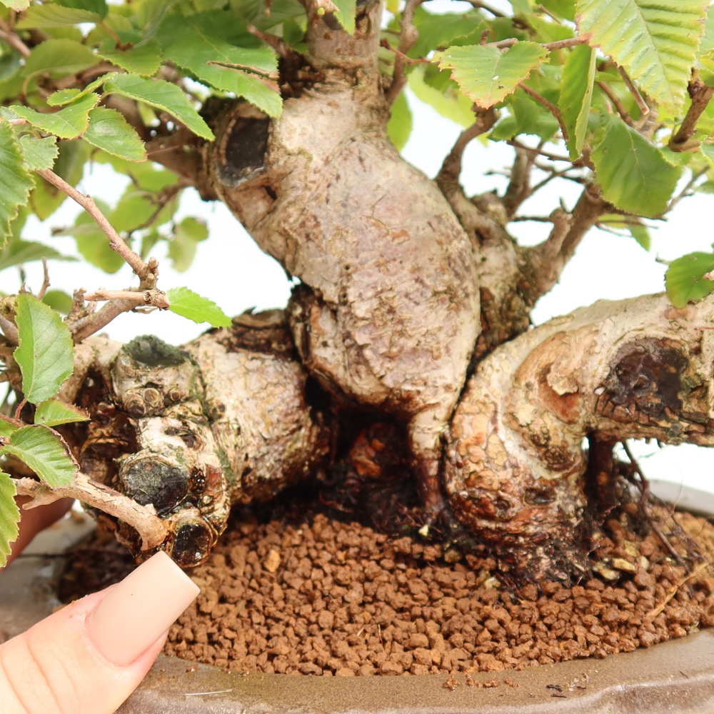 Bonsai für draußen -Carpinus CARPINOIDES - Koreanische Hainbuche
